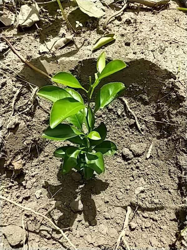 tree image