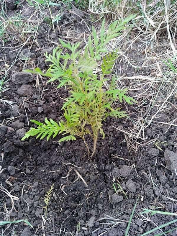tree image