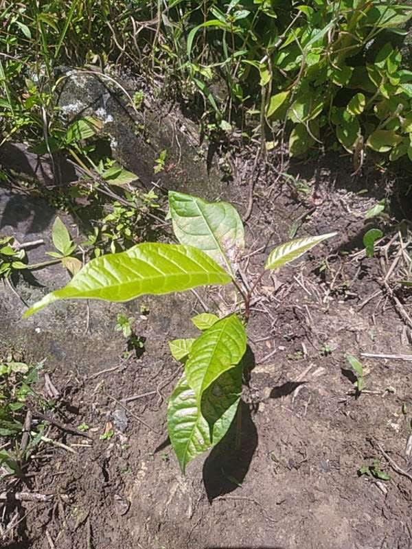 tree image