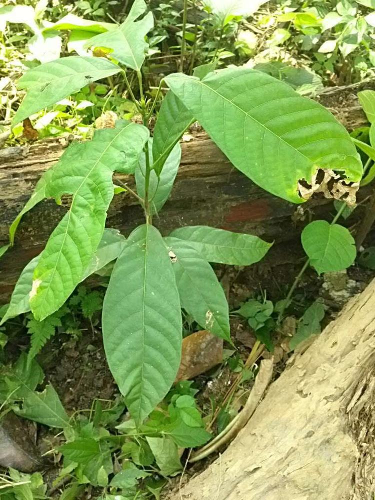 tree image
