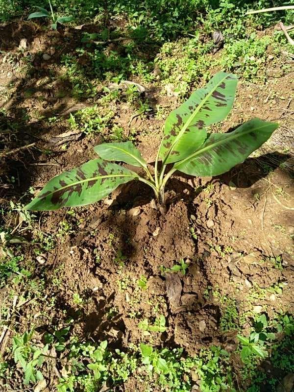 tree image