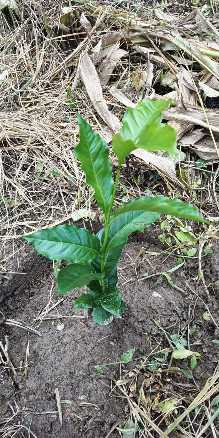 tree image