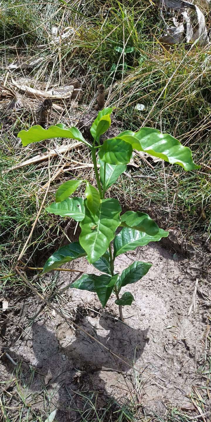 tree image