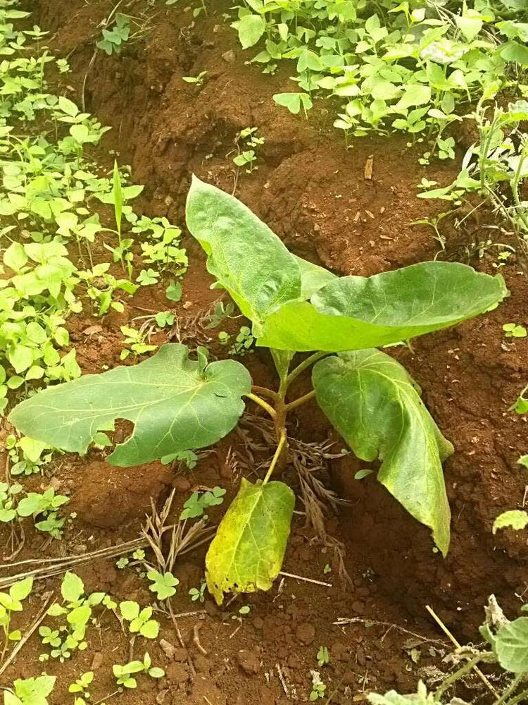 tree image