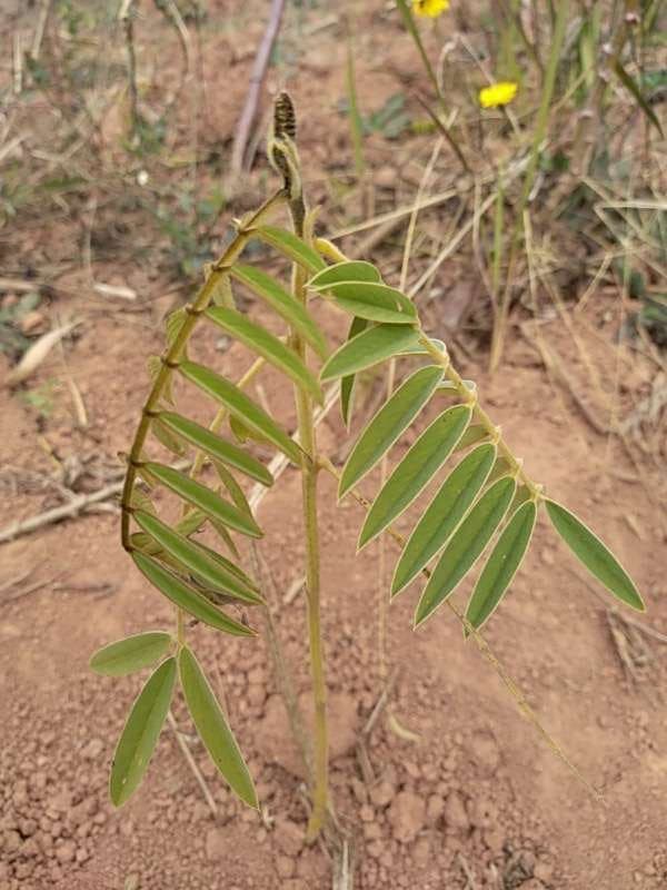 tree image