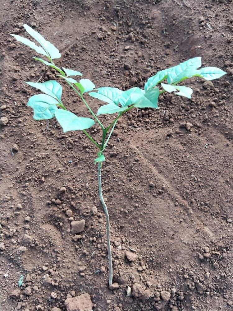 tree image