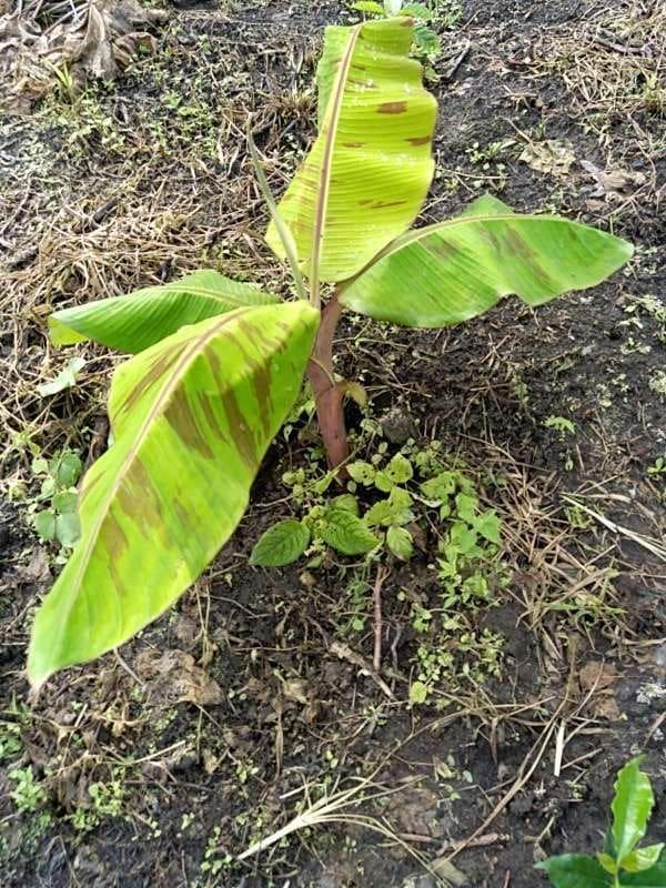 tree image
