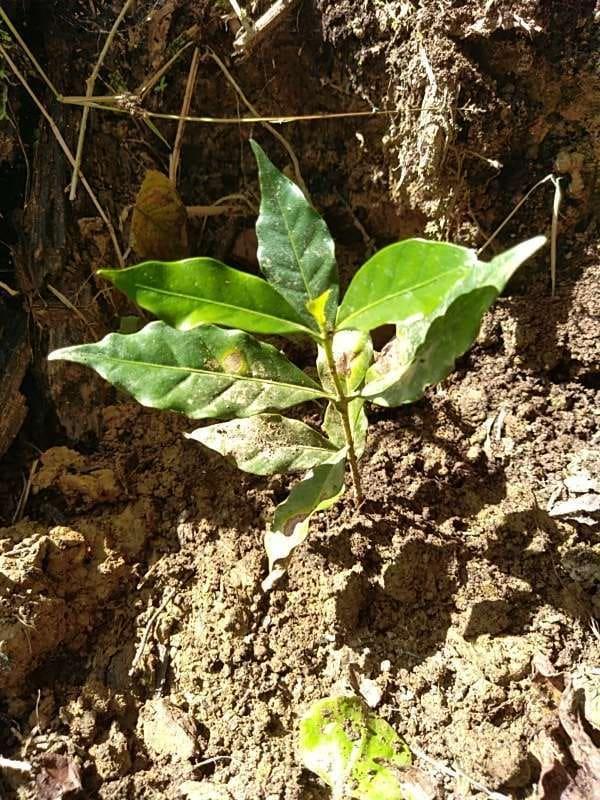 tree image