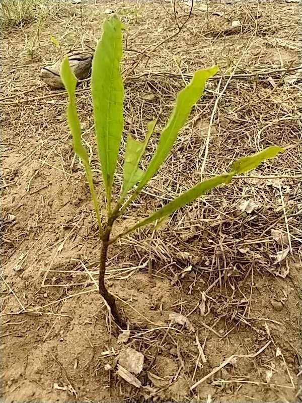 tree image