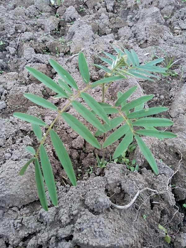 tree image