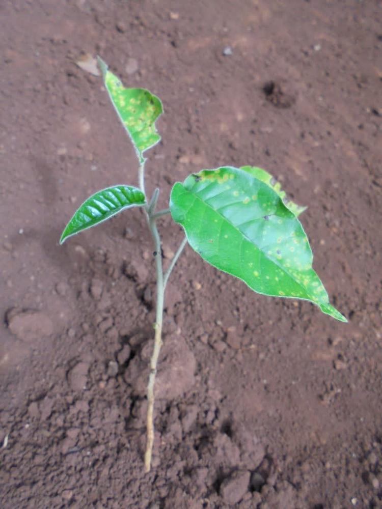 tree image