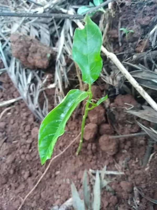 tree image