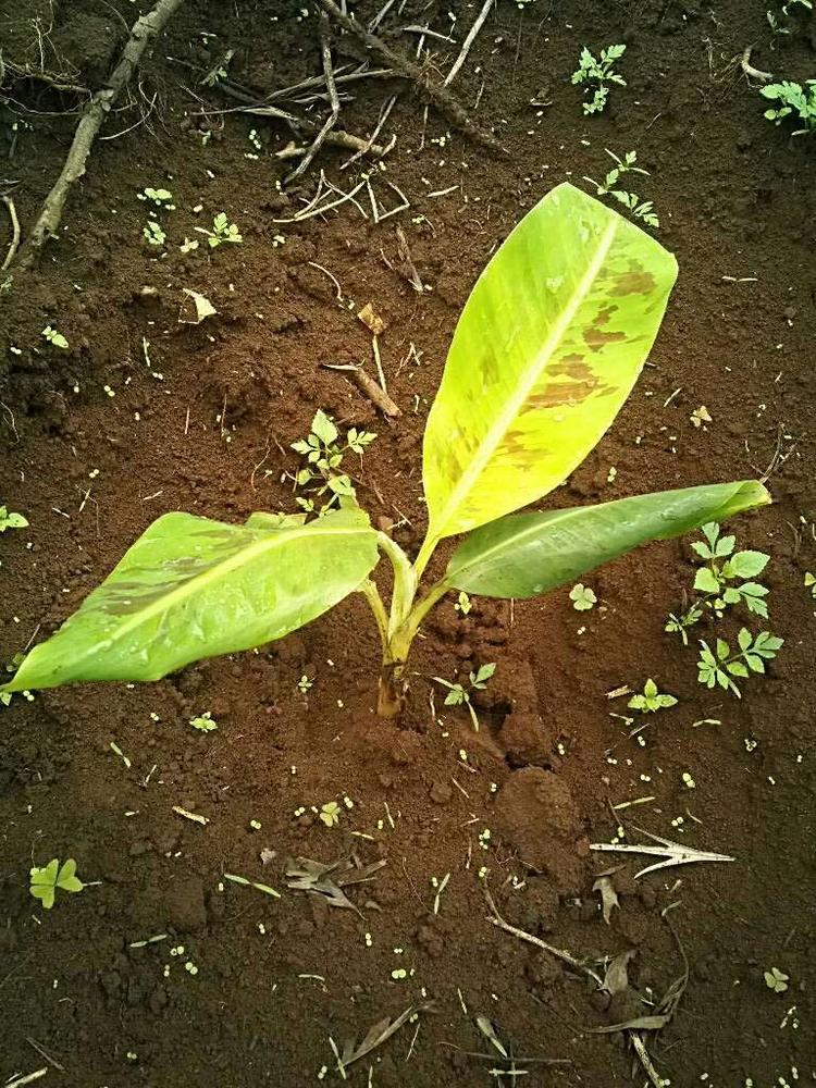 tree image