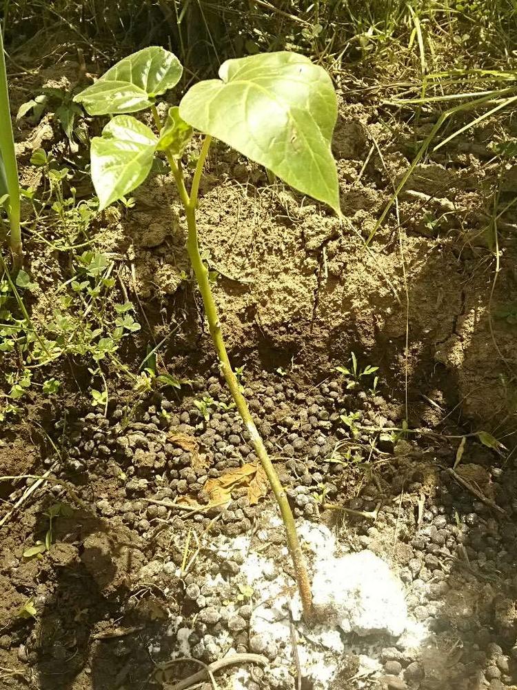 tree image