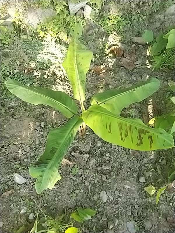 tree image