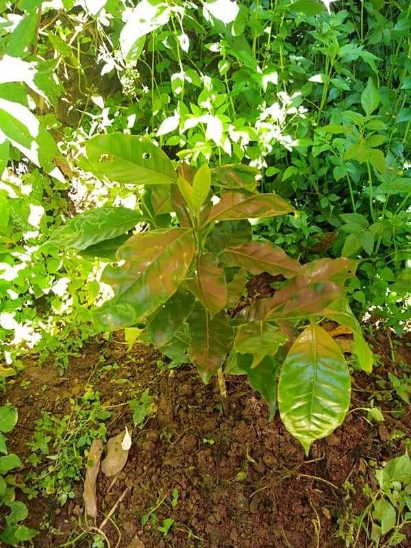 tree image