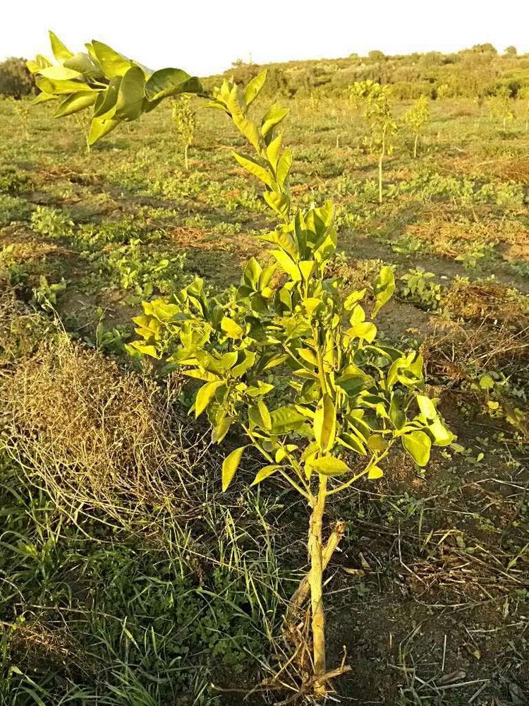 tree image