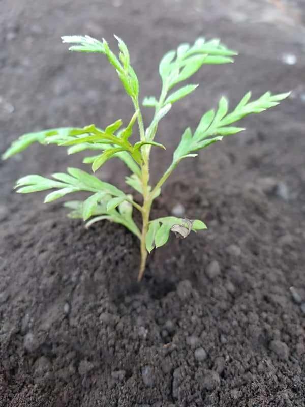 tree image