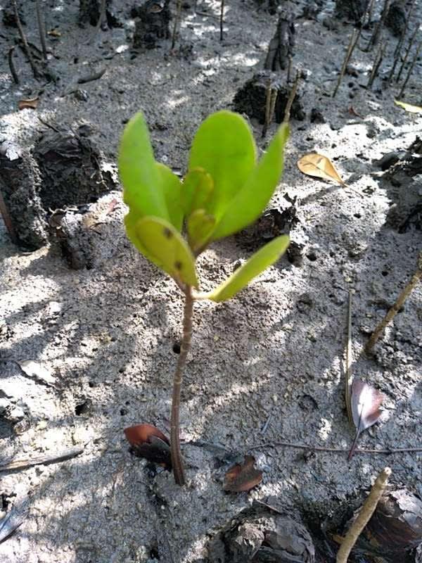 tree image