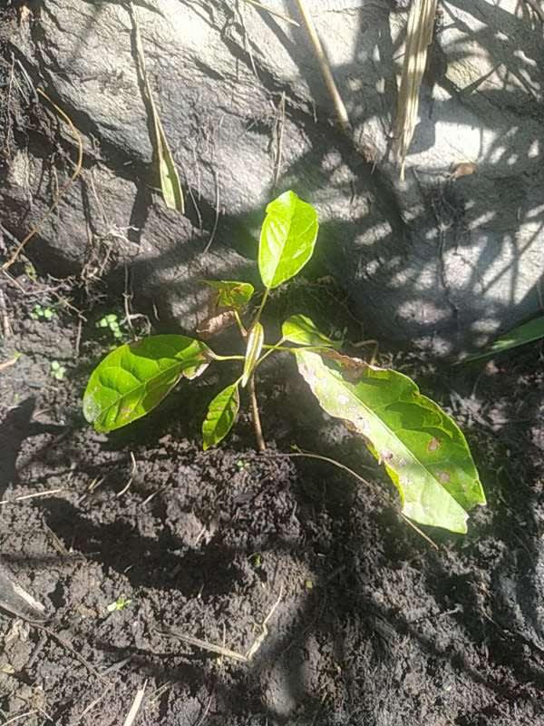 tree image