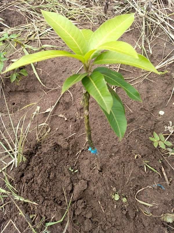 tree image