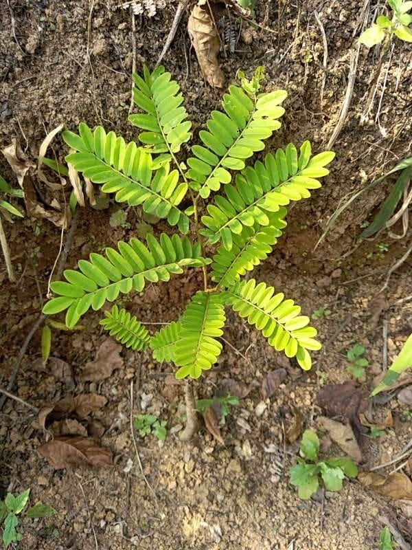 tree image