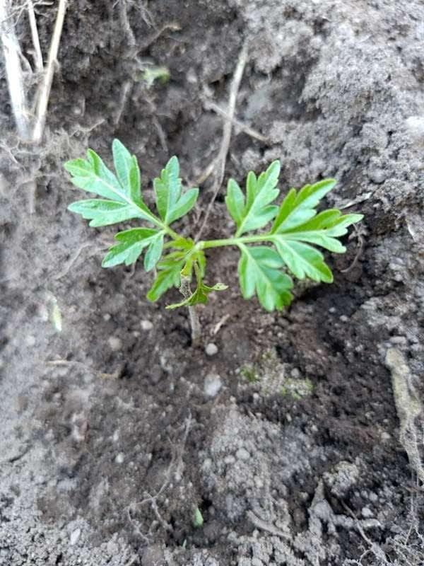 tree image