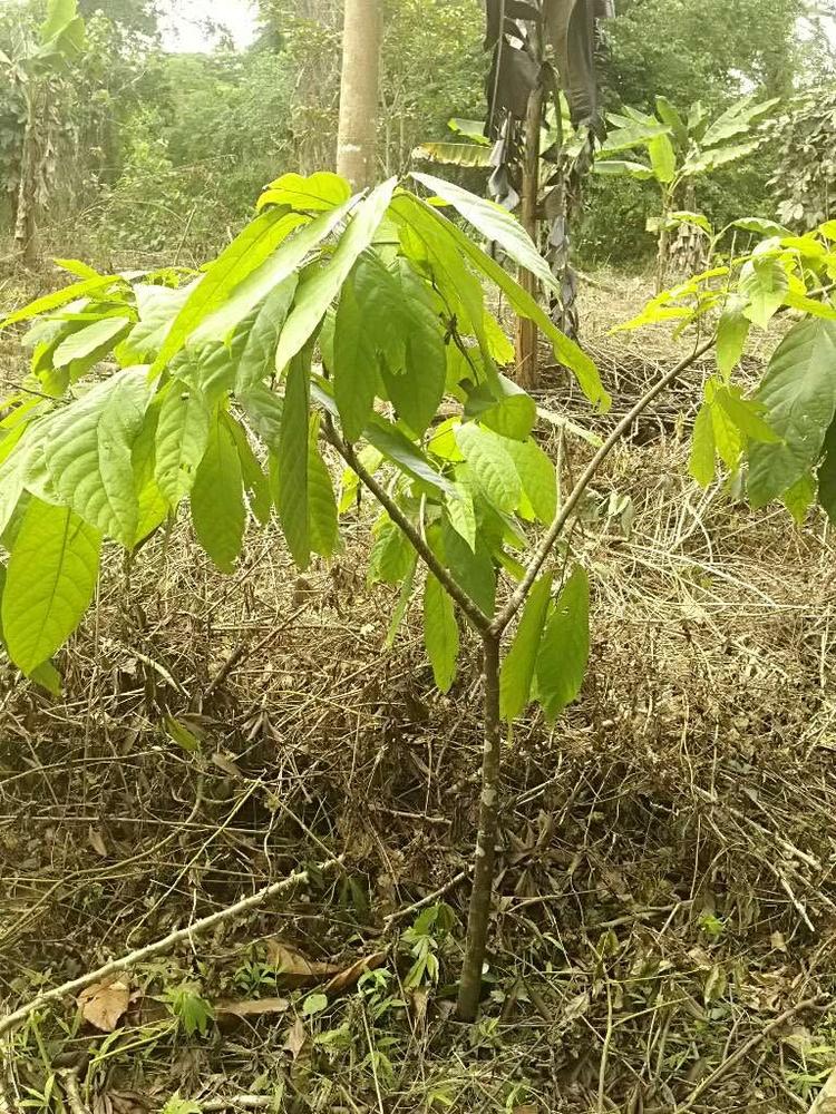 tree image
