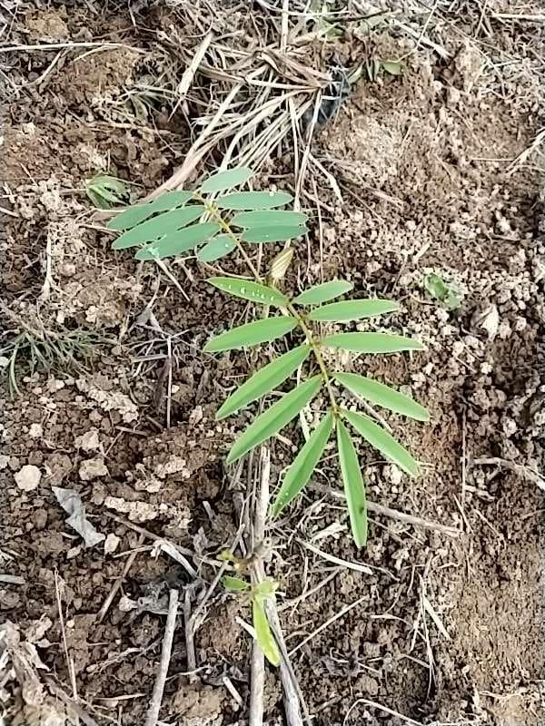 tree image