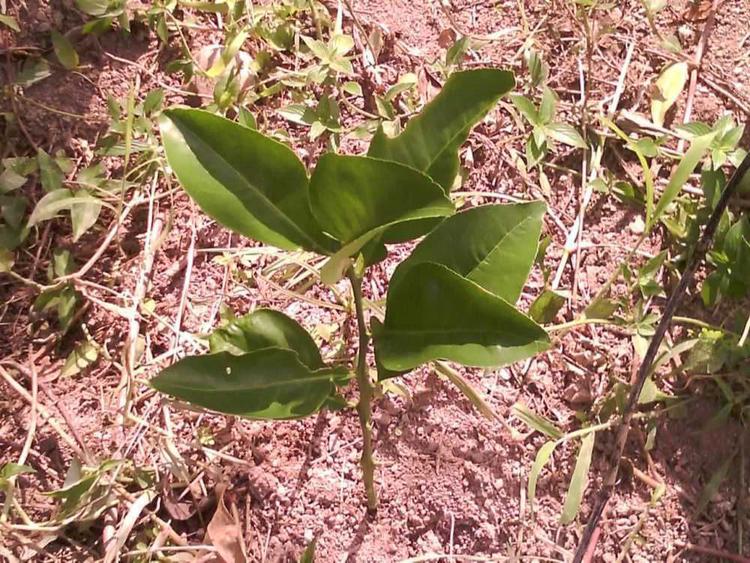 tree image