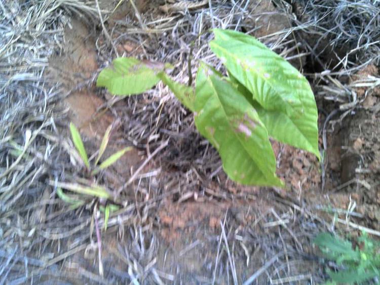 tree image
