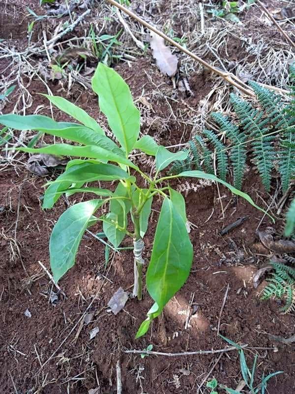 tree image
