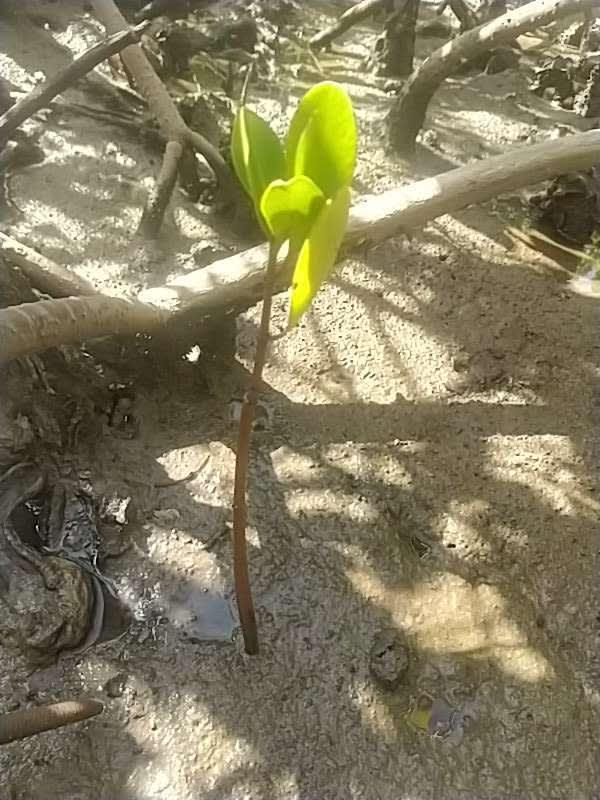 tree image