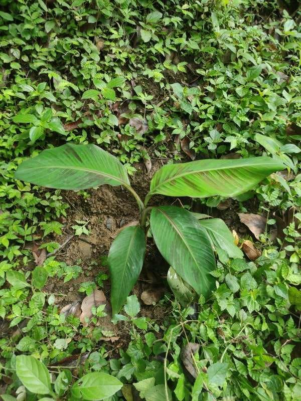 tree image