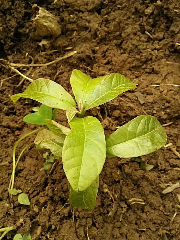 tree image