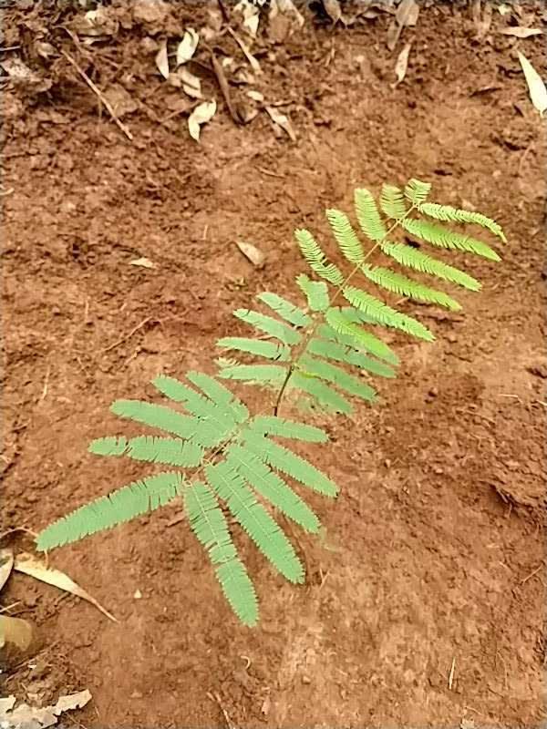 tree image