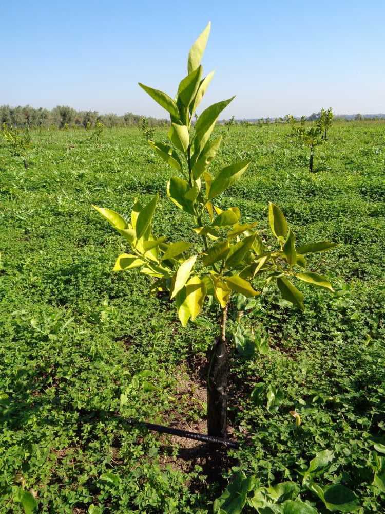 tree image
