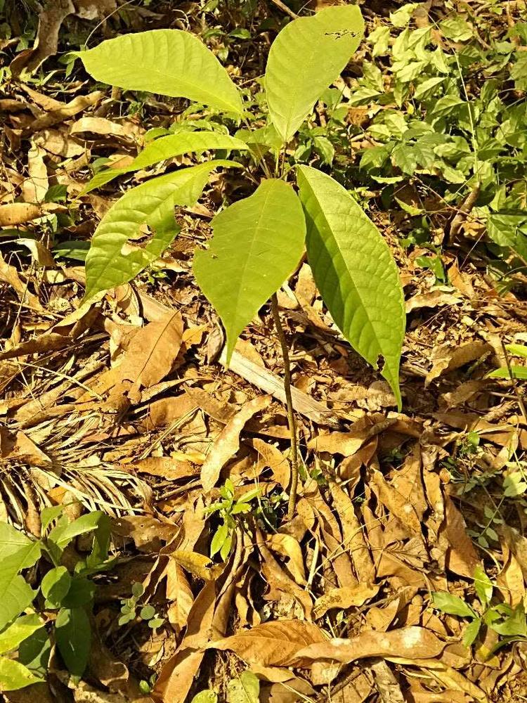 tree image