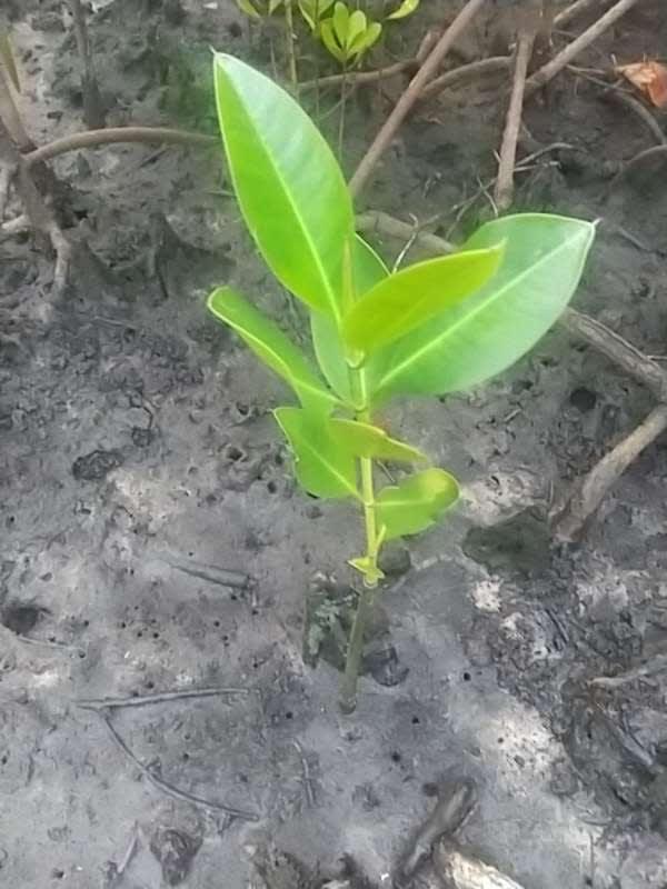 tree image
