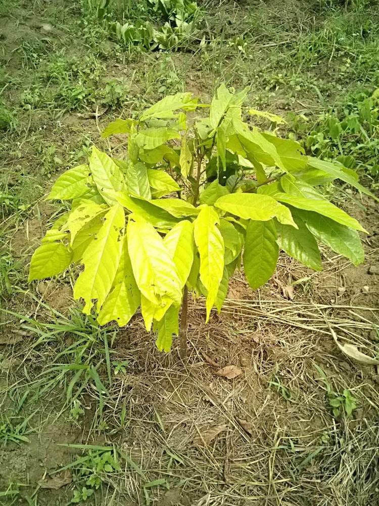 tree image