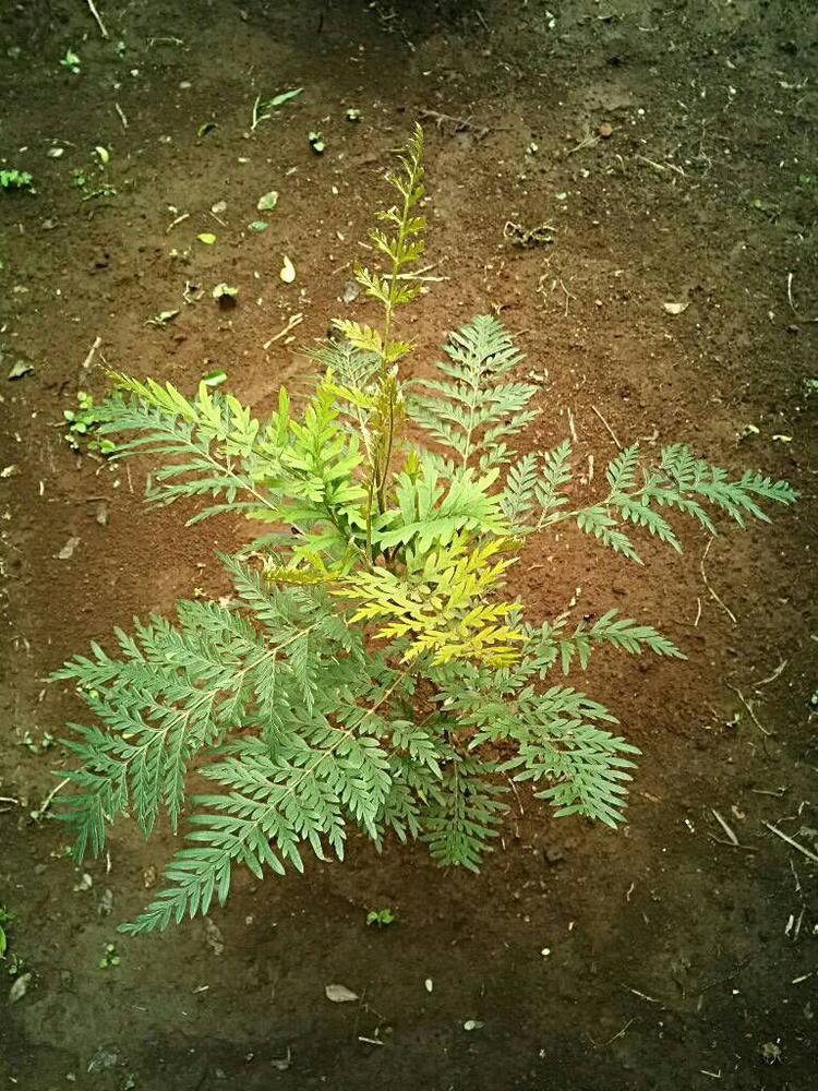 tree image
