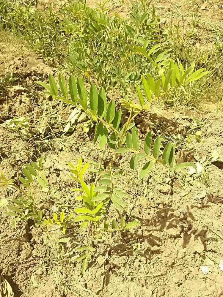 tree image