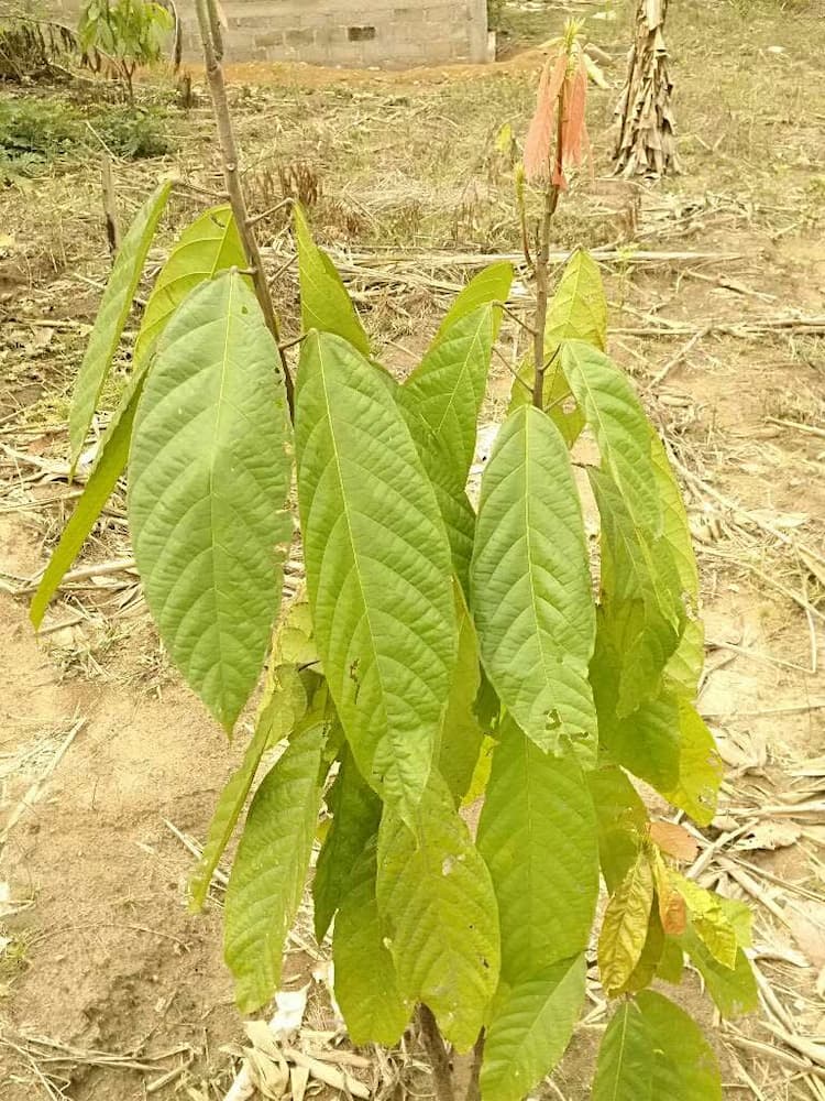 tree image