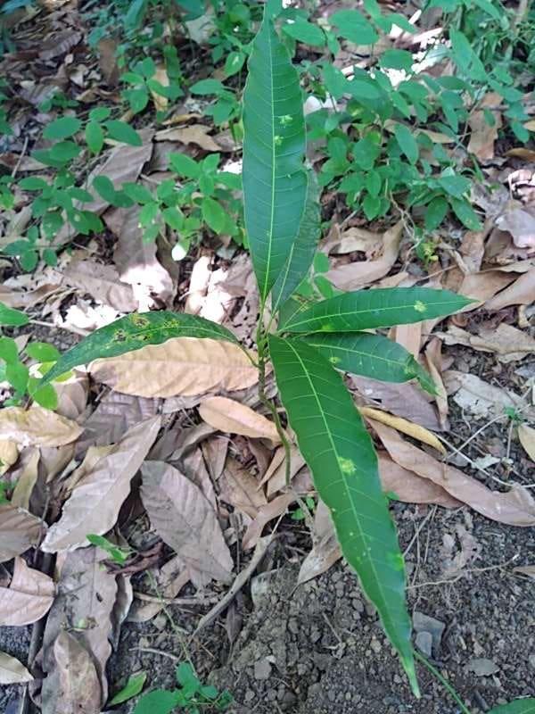 tree image