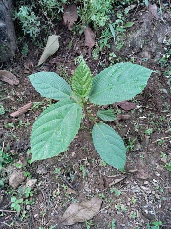 tree image