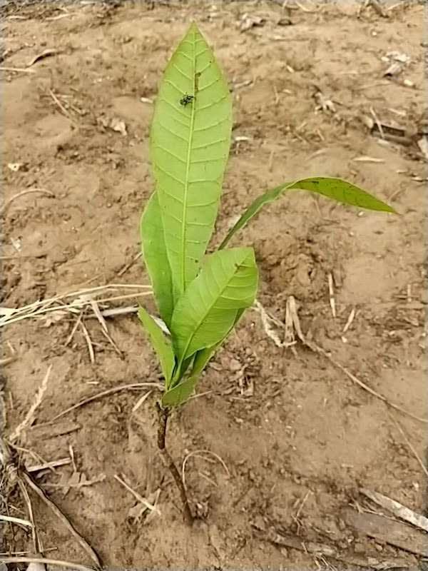 tree image