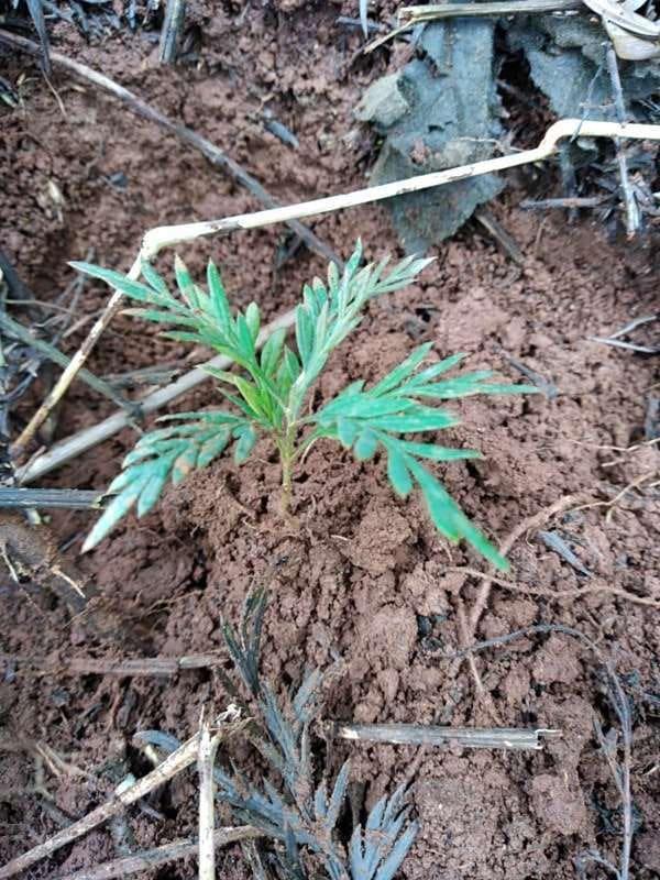 tree image