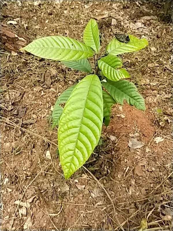 tree image