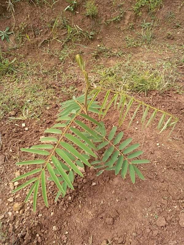 tree image