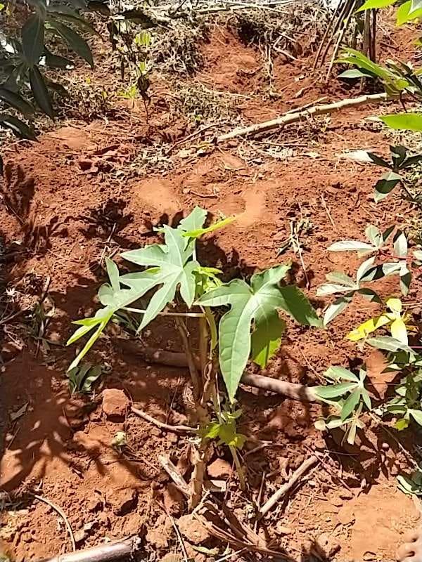 tree image